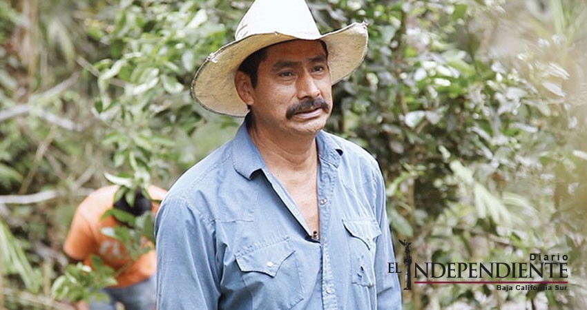 A Six Dollar Cup of Coffee' muestra realidad chiapaneca