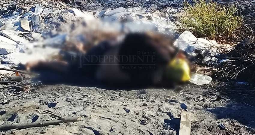 Encuentran una persona sin vida en el ejido Chametla