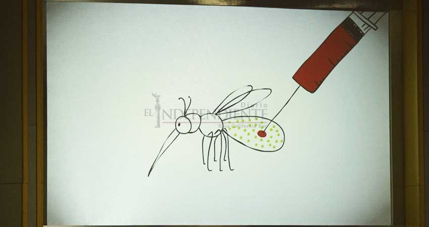 Será BCS primera entidad en probar mosquitos modificados contra enfermedades