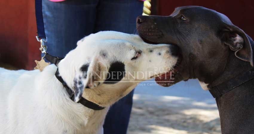 “Julieta y Huesos”, los guardianes de cuatro patas de la UABCS Campus Los Cabos