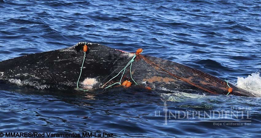 Tras muerte de tiburón ballena, aparece ballena enmallada frente al Mogote 