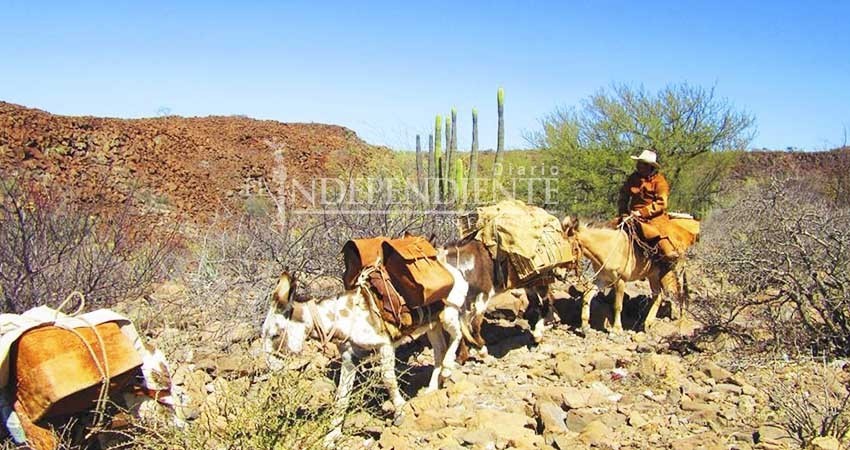 Rancheros atraviesan Sierra de la Giganta; recuerdan traslado de mercancías 