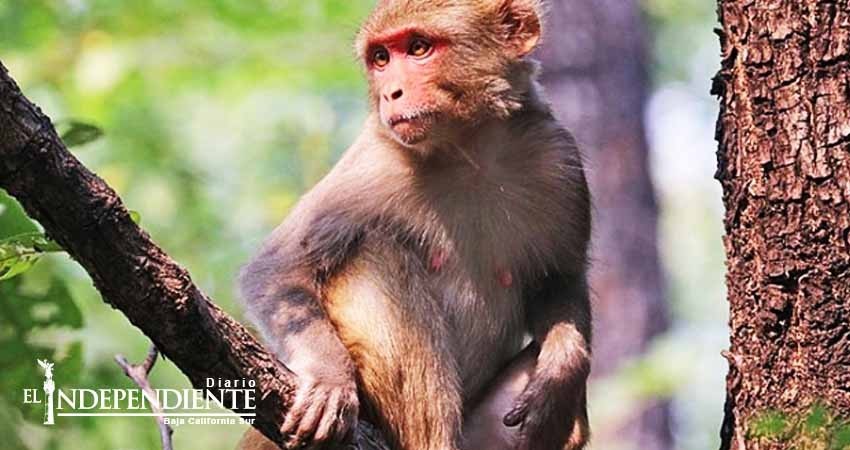 Hallan muerto a bebé robado por mono en la India