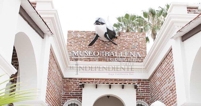 Crece colección ósea del Museo de la Ballena en La Paz