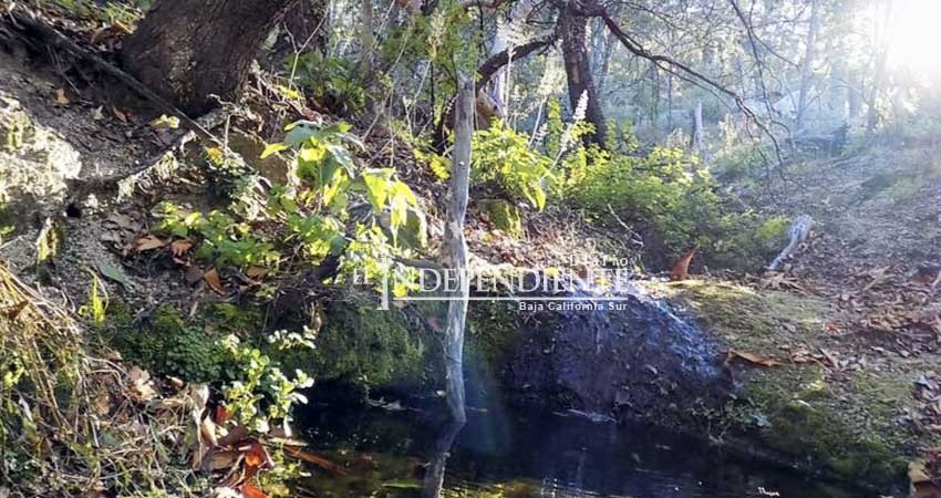 Que informen con claridad y sin ambigüedades alcances de la iniciativa de reforma a la Ley de Vida Silvestre, pide el Ceiit