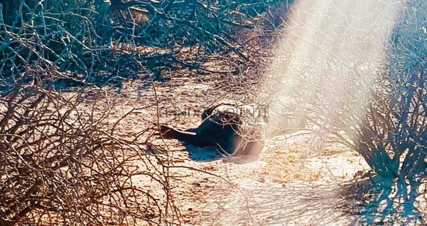 Dejan abandonado un cuerpo sin vida en El Centenario