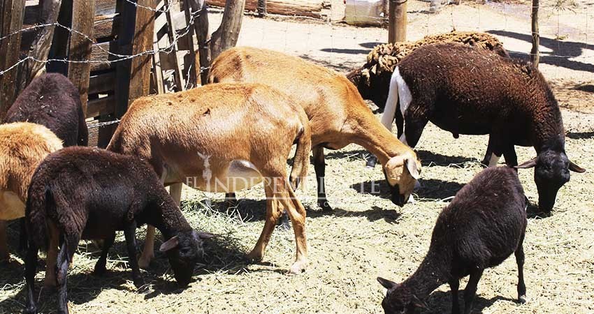 “Apoyos gubernamentales nos han quedado cortos”: Consejo Agrario Permanente Sudcaliforniano