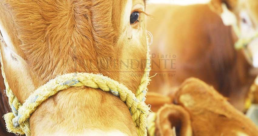 Consejo Agrario Permanente de BCS opina sobre ganado suelto en carreteras