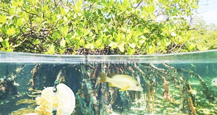 Solicita compañía permiso para dragar junto a manglares en Comondú