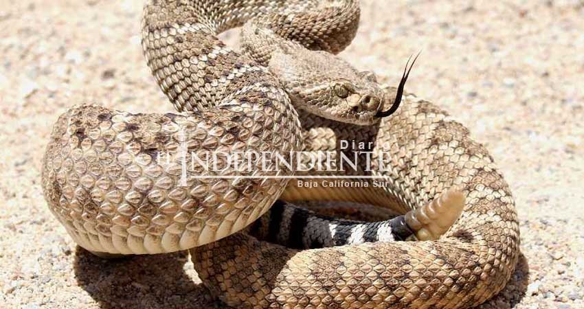 Ningún hospital de BCS cuenta con antídoto para víbora de cascabel