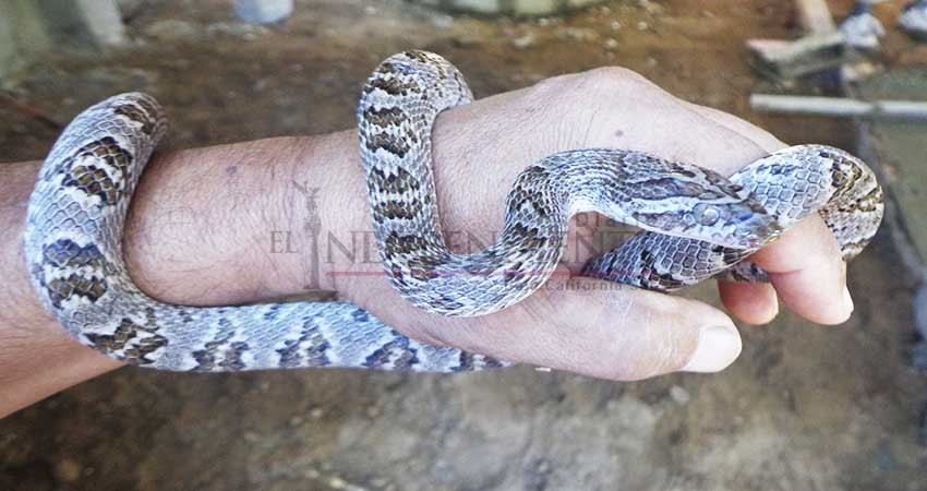 Desata polémica la poca existencia de dosis contra mordedura de cascabel en BCS