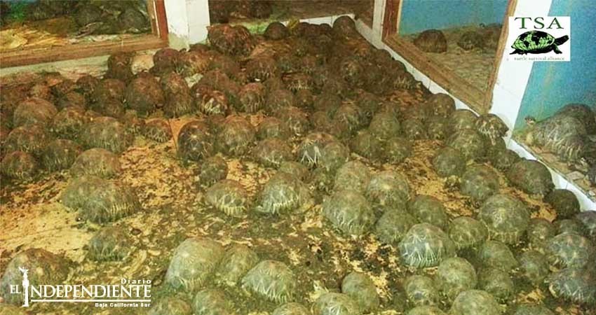 Rescatan a más de 10 mil tortugas encerradas sin alimento ni agua
