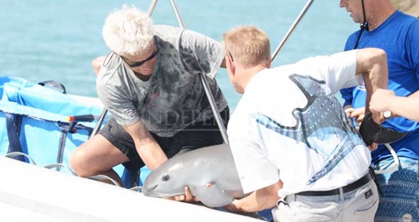 Clonación sería última esperanza para la vaquita marina