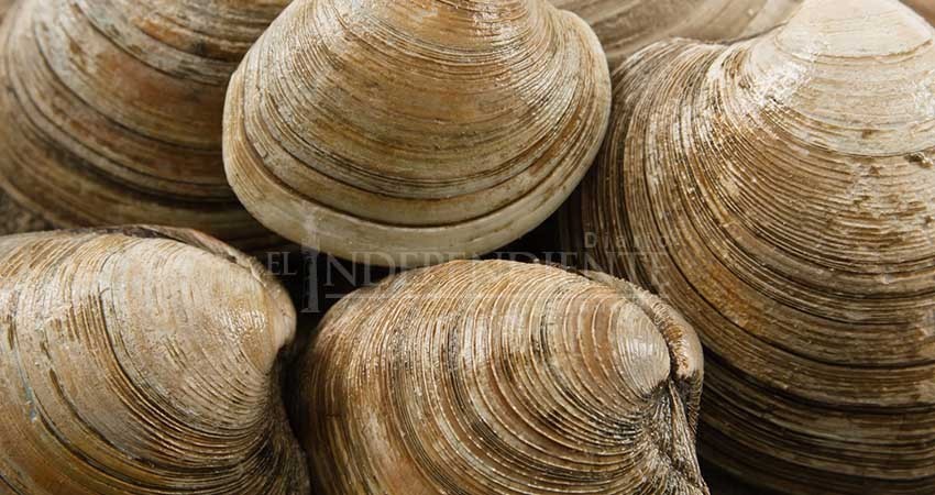 Después de siete años, de veda abrirán captura de almeja Catarina