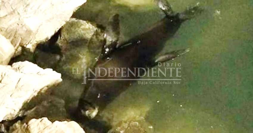 Detectan lobo marino enfermo en marina turística de CSL