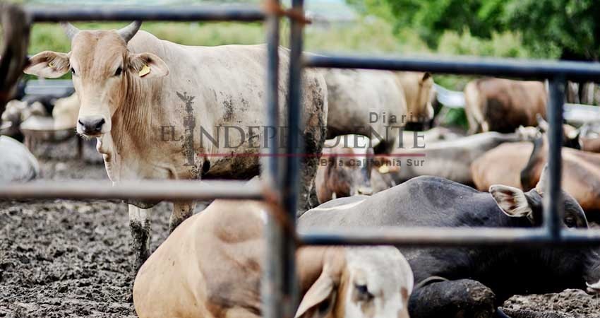 Unión Ganadera sin quejas formales de ganado muerto por agua de la Testera