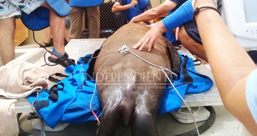 Murió el lobo marino herido, rescatado en la marina de CSL