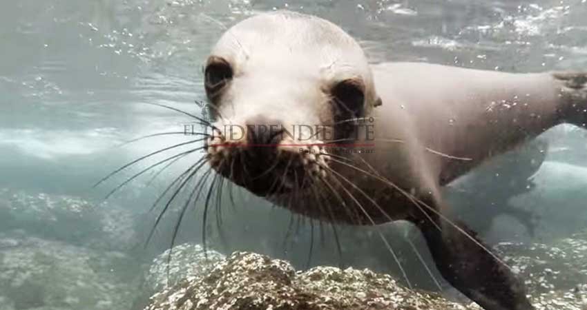 Nuevamente suspenden nado con lobos marinos en Espíritu Santo 