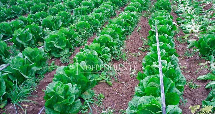 Frente a la próxima sequía se busca modernizar el sistema de riego en sector agricola