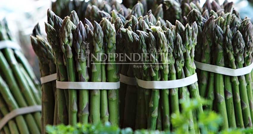 Se coloca BCS como uno de los cinco productores de espárragos en el país
