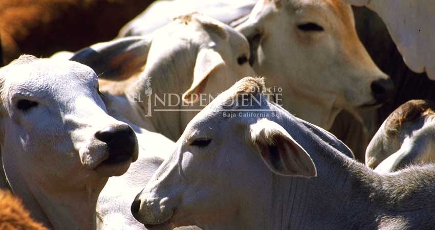 Ganado de BCS no cuenta con tuberculosis: Sagarpa