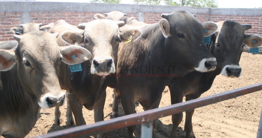 Aumenta robo de ganado en un 67% en BCS