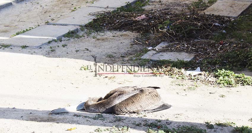 Muere pelícano desorientado en Colonia Miramar; llega tarde Profepa