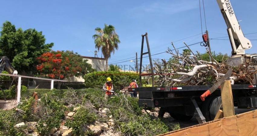 Ciudadanos se inconforman por el retiro de árboles en la plaza Amelia Wilkes