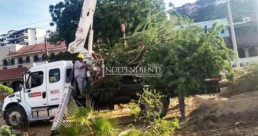 Sepuim afirma que árboles retirados de la plaza Amelia Wilkes serán replantados