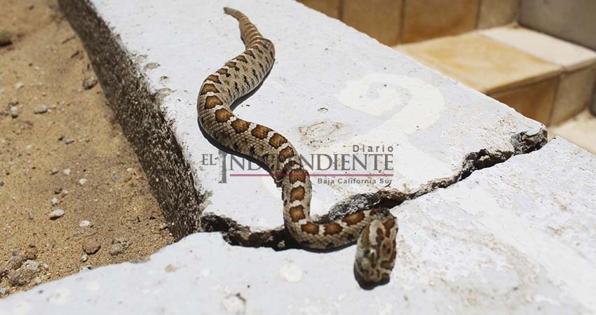 Expertos advierten de mortandad de cactáceas y proliferación de fauna en zonas urbanas