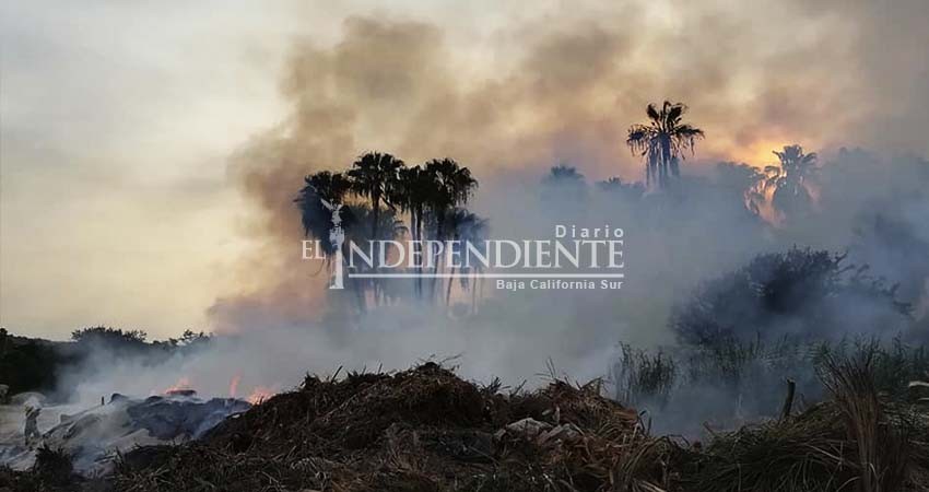 Afectados unos 100 m2 de vegetación por incendio en Santa Rosa, reporta Ecología