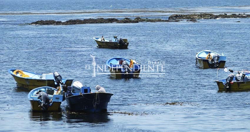 No ha sido transparente proceso de creación de reserva en Golfo de California: ONG 