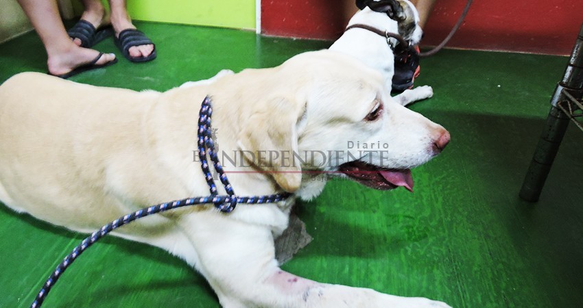 Rescatistas de mascotas en La Paz, demandarán al gobierno del Estado por corrupción