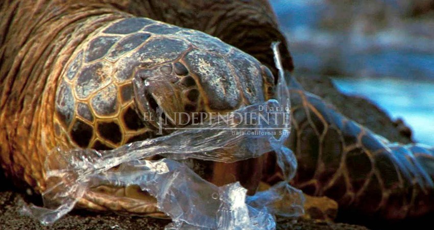 Sin amparos, vetos o impugnaciones contra Ley “Desplastíficate”