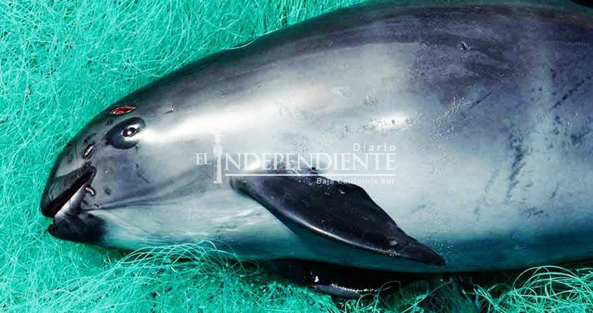 Para proteger a vaquita marina prohíben importación de pescados y mariscos mexicanos en EEUU
