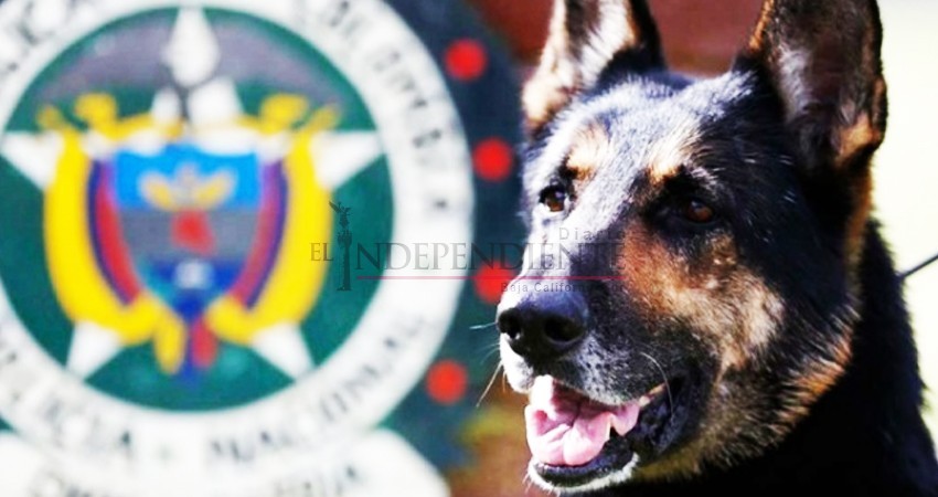 'Sombra' la perrita policía que quieren matar los narcos