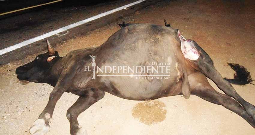 No se puede avanzar en el tema de semovientes en carretas mientras la Ley Ganadera no se modifique: Sandez Puppo