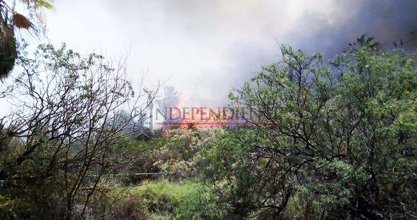 Pese a ola de calor, disminuyen incendios forestales en BCS 