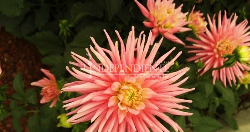 Dalia, flor de México que engalana jardines de Europa y EU