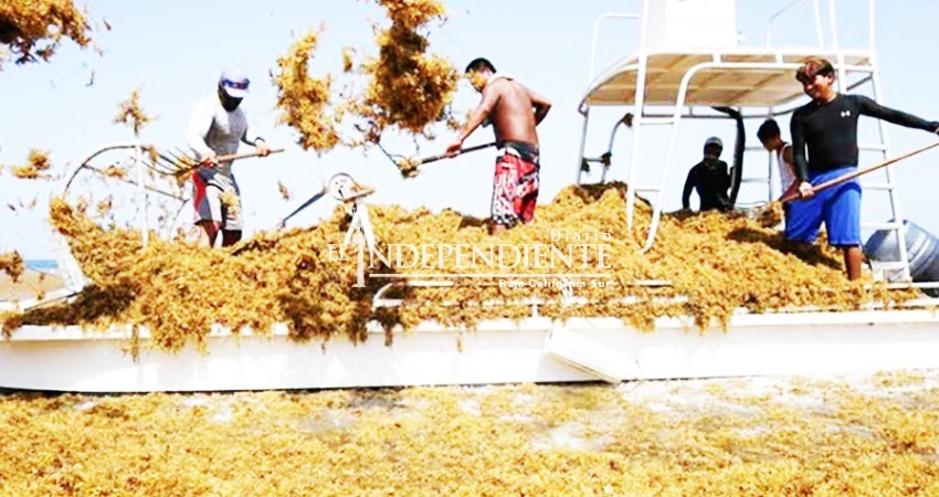 Sargazo no se irá; se recoge para procesarlo como alimento