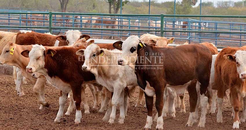 Continúa en incremento el  robo de ganado en BCS