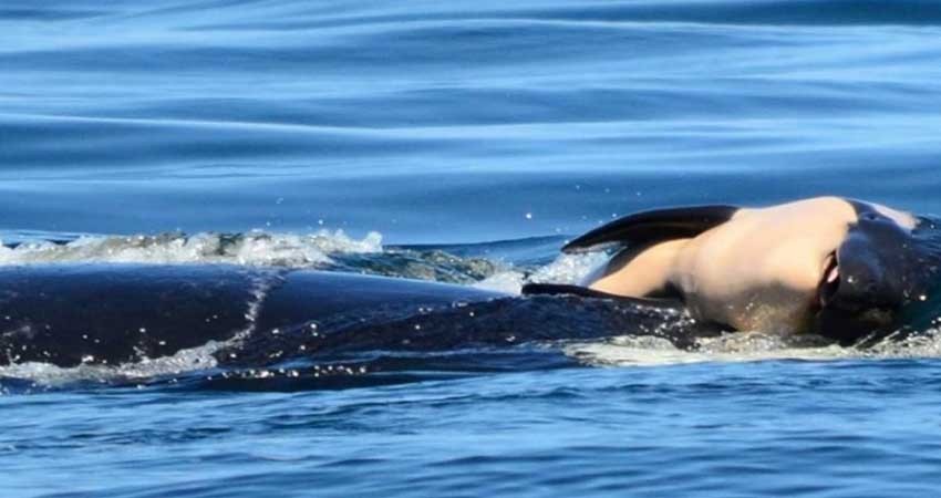 Orca que empujó cadáver de cría pone fin a su duelo