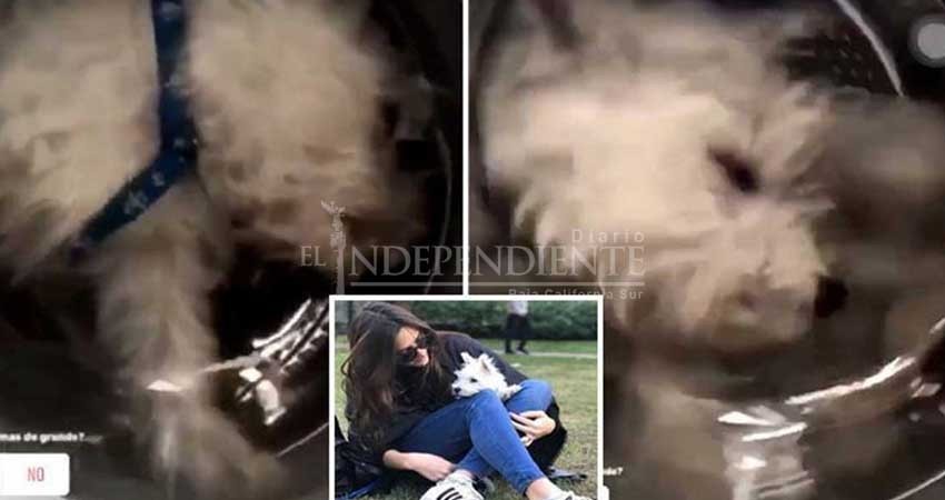 Mete a su perro a la lavadora y ahora la amenazan de muerte