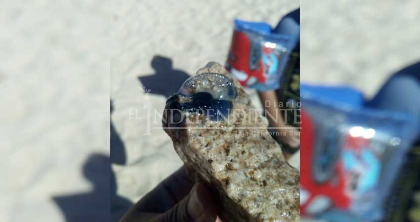 Atentos guardavidas de playas de Los Cabos por presencia de medusas