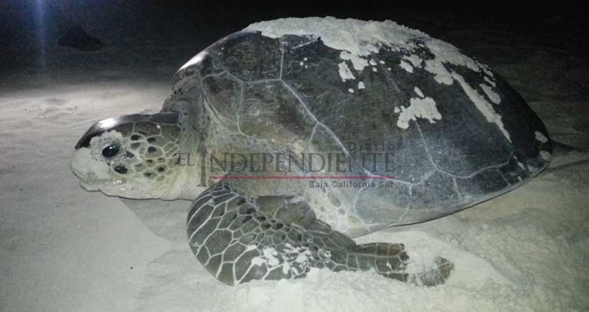 Prevén arribo de 800 tortugas en costas de Los Cabos durante temporada de desove