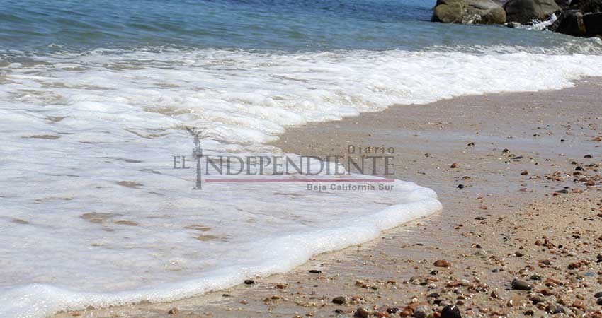 Preocupa a expertos presencia de sargazo en costas de Baja California Sur