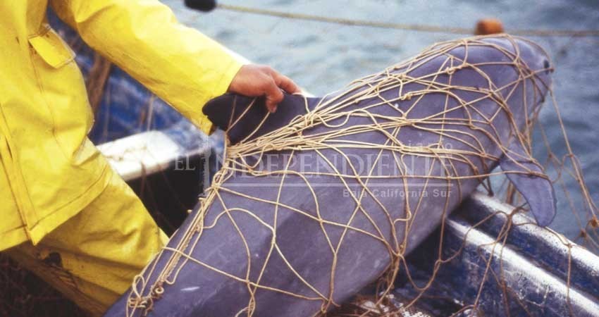 Pedirá EEUU “certificado de admisión” a pesquerías mexicanas