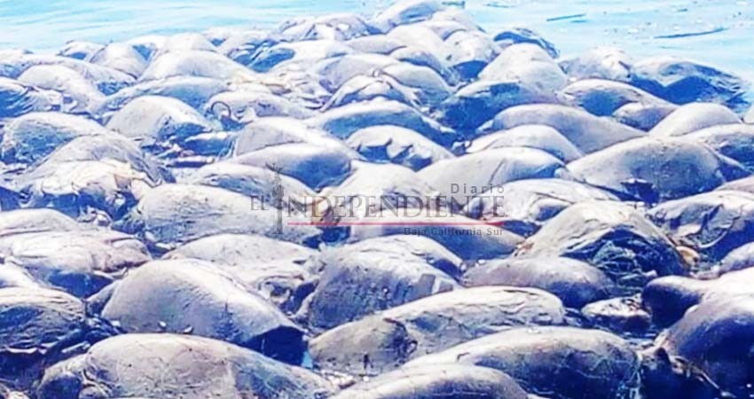 Mueren más de 100 tortugas atrapadas en redes, en Oaxaca