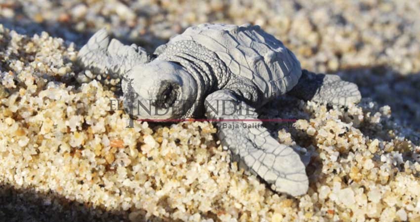 Red para Protección de la Tortuga libera 2.5 millones de crías en playas de Los Cabos