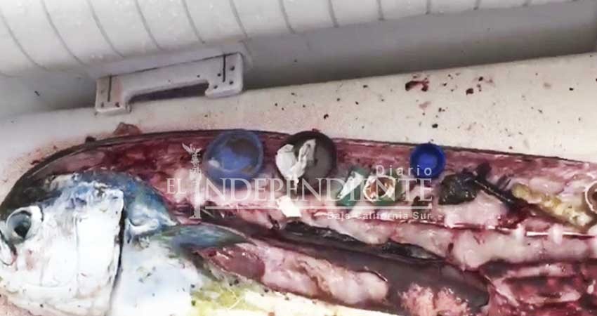 Encuentran residuos plásticos al interior de un pez dorado